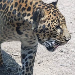 Meet your Posher, Brenda